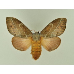 /filer/webapps/moths/media/images/C/capensis_Eutricha_AF_Ihle_05.jpg