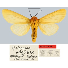 /filer/webapps/moths/media/images/A/adelinae_Spilosoma_HT_MNHN.jpg