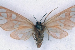 Pseudothyretes carnea