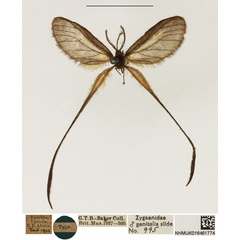 /filer/webapps/moths/media/images/Z/zopheropa_Doratopteryx_HT_NHMUK.jpg