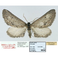 /filer/webapps/moths/media/images/I/imitatrix_Hebdomophruda_PTM_TMSA_01.jpg