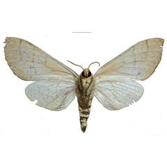 /filer/webapps/moths/media/images/M/melichari_Neoclanis_PTF_EMEMb.jpg
