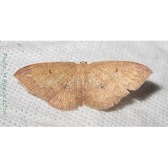 /filer/webapps/moths/media/images/P/purpuraria_Dithecodes_A_Bippus.jpg