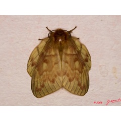 /filer/webapps/moths/media/images/N/nigrivenis_Lechriolepis_A_Albert_02.jpg