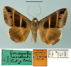 /filer/webapps/moths/media/images/M/monodonta_Grammodes_PTM_MSNM.jpg