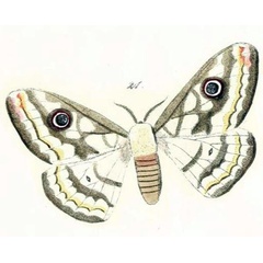 /filer/webapps/moths/media/images/D/dyops_Saturnia_HT_Maassen_16-21.jpg