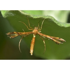 /filer/webapps/moths/media/images/A/anisodactylus_Sphenarches_A_Klimsa.jpg