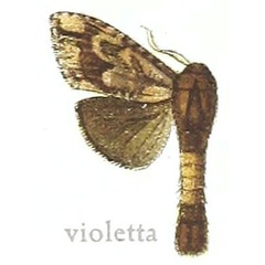 /filer/webapps/moths/media/images/V/violetta_Salagena_HT_MfN.jpg