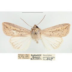 /filer/webapps/moths/media/images/U/umbrigera_Mythimna_AM_BMNH_02.jpg