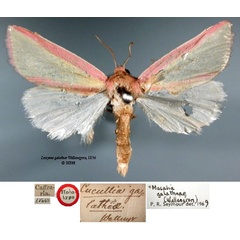 /filer/webapps/moths/media/images/G/galatheae_Leocyma_HT_SNHMa.jpg
