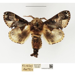 /filer/webapps/moths/media/images/M/myxa_Odontocheilopteryx_AM_NHMUK.jpg