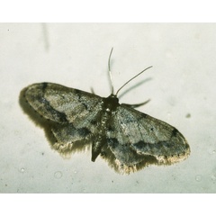 /filer/webapps/moths/media/images/S/squamulata_Idaea_A_Roland_01.jpg