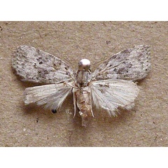 /filer/webapps/moths/media/images/P/punctilinea_Pardasena_A_Butler.jpg