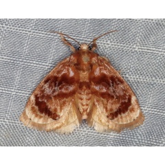 /filer/webapps/moths/media/images/I/imitans_Neogavara_A_Heyns_01.jpg