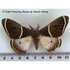 /filer/webapps/moths/media/images/A/ansorgei_Leucopteryx_AF_OUMNH_02.jpg
