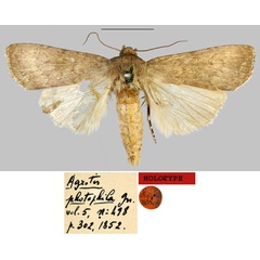 /filer/webapps/moths/media/images/P/photophila_Agrotis_HT_MNHN.jpg