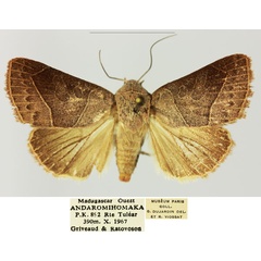 /filer/webapps/moths/media/images/S/sarodrano_Diadocis_AM_MNHN.jpg