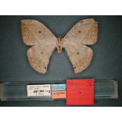 /filer/webapps/moths/media/images/V/vandenberghei_Pselaphelia_AT_RMCA_02.jpg