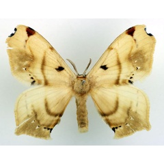 /filer/webapps/moths/media/images/B/basquini_Urojana_PTM_Basquin_01.jpg