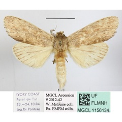 /filer/webapps/moths/media/images/S/sexpuncta_Arciera_A_MGCLa_03.JPG