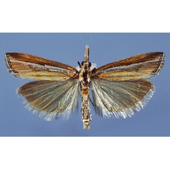 /filer/webapps/moths/media/images/J/jansei_Bassi_HT.jpg