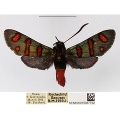 /filer/webapps/moths/media/images/B/borotsana_Arniocera_A_NHMUK_01.jpg