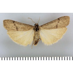 /filer/webapps/moths/media/images/P/parile_Entephrilema_HT_TMSA.jpg