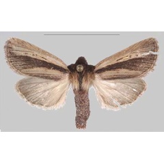 /filer/webapps/moths/media/images/S/simillima_Sciomesa_HT_MNHNa.jpg