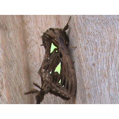 /filer/webapps/moths/media/images/A/argyraspis_Ptilura_A_Guyonnet.jpg