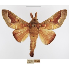 /filer/webapps/moths/media/images/P/polydora_Streblote_AM_TMSA_02.jpg