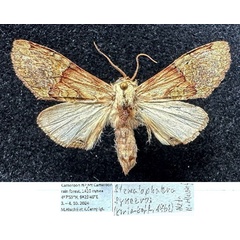 /filer/webapps/moths/media/images/S/synceros_Stemmatophalera_AF_Hluchy.jpg