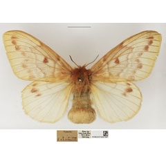 /filer/webapps/moths/media/images/J/jacksoni_Lechriolepis_AF_NHMUK_02.jpg