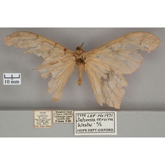 /filer/webapps/moths/media/images/C/cervina_Saturnia_STF_OUMNH_02.jpg