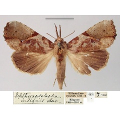 /filer/webapps/moths/media/images/I/insignis_Ichthyopselapha_HT_SNHM.jpg