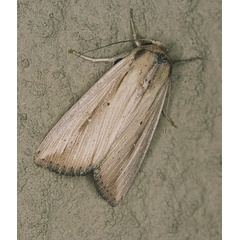 /filer/webapps/moths/media/images/L/leoreyi_Leucania_A_Rolands_01.jpg