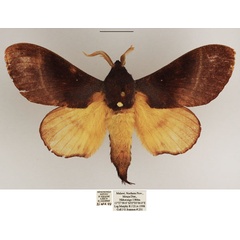 /filer/webapps/moths/media/images/J/jamesoni_Catalebeda_AM_TMSA_02.jpg