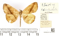 /filer/webapps/moths/media/images/E/exangulata_Aburina_HT_BMNH.jpg