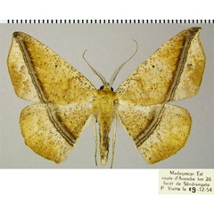 /filer/webapps/moths/media/images/P/pallidizona_Psilocerea_AM_ZSM.jpg