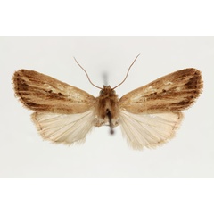 /filer/webapps/moths/media/images/E/elisa_Aletia_A_RMCA.jpg