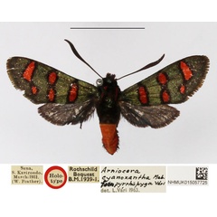 /filer/webapps/moths/media/images/C/cyanoxantha_Arniocera_AF_NHMUK.jpg