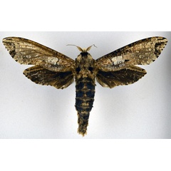 /filer/webapps/moths/media/images/C/crassa_Strigocossus_AM_NHMO.jpg