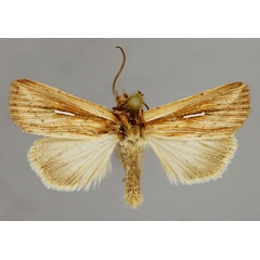 /filer/webapps/moths/media/images/L/leucogramma_Leucania_A_RMCA_01.jpg