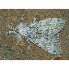 /filer/webapps/moths/media/images/I/ila_Griveaudyria_A_Grimm.jpg