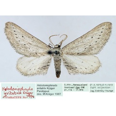 /filer/webapps/moths/media/images/I/irritatrix_Hebdomophruda_PTM_TMSA_02.jpg