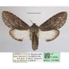 /filer/webapps/moths/media/images/P/politzari_Afroplitis_AF_MGCLa_04.JPG