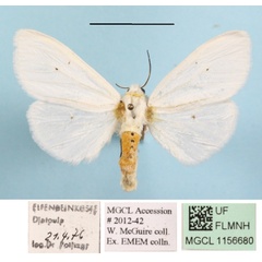 /filer/webapps/moths/media/images/P/punctulatum_edlingeri_Micralarctia_A_MGCLa_02.JPG