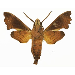 /filer/webapps/moths/media/images/A/apiciplaga_Temnora_AM_Basquin_01b.jpg