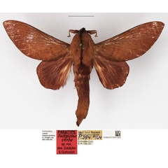 /filer/webapps/moths/media/images/V/verba_Pachytrina_PTM_NHMUK.jpg