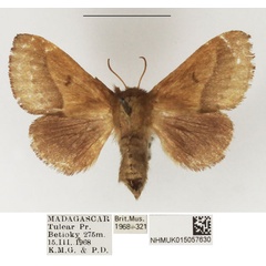 /filer/webapps/moths/media/images/A/affinis_Eupagopteryx_AF_NHMUK_02.jpg