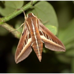 /filer/webapps/moths/media/images/S/schenki_Basiothea_A_Heyns_02.jpg